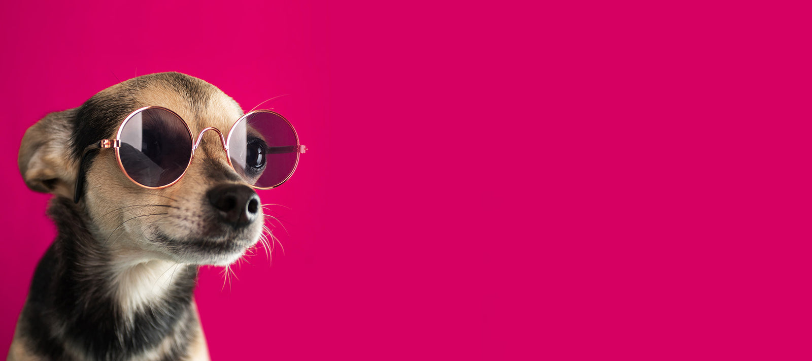 Kleiner Hund mit Accessoire Brille im Gesicht