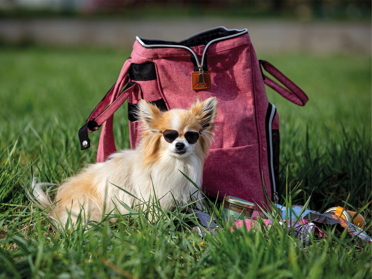 NEU Pawlentins Mystery Box Mini